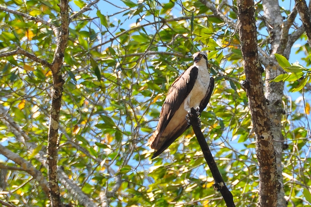 costa rica wildlife, pacific-122.jpg - OSPREY - TARCOLES RIVER - WESTERN, PACIFIC SIDE - COSTA RICA - 2009